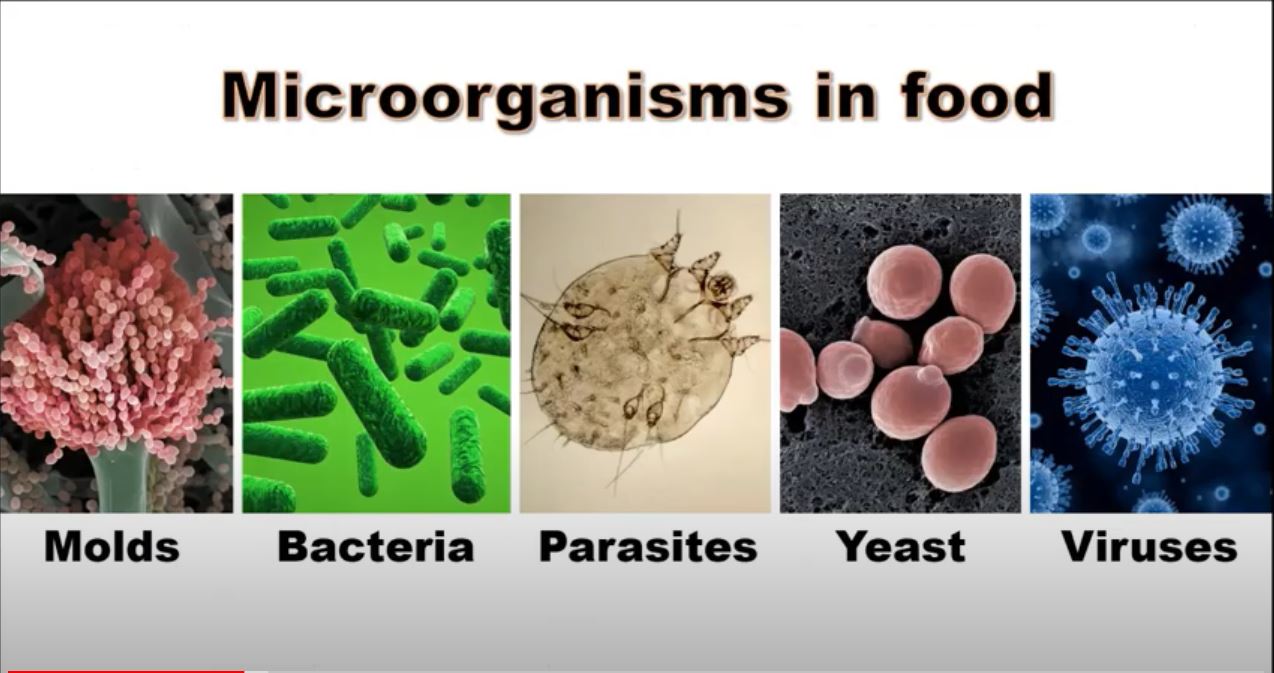 bacteria in food